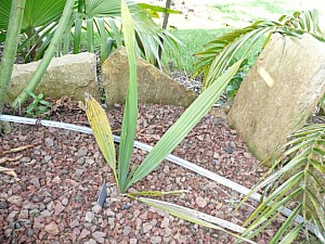 Thumbnail of 2007.jpg