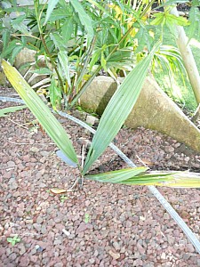 Thumbnail of 2008.jpg