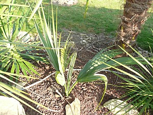 Thumbnail of 2011.jpg