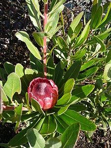 Thumbnail of Octobre-2008-0011.jpg