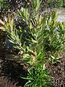 Thumbnail of Octobre-2008-0012.jpg