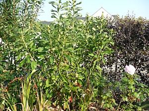 Thumbnail of Octobre-2011.jpg