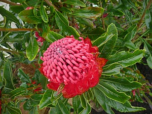 Thumbnail of Printemps-2011-3.jpg