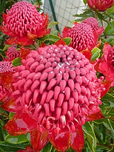 Thumbnail of Printemps-2011-4.jpg