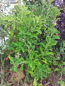 Thumbnail of Septembre-2012.jpg