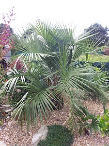 Thumbnail of Butia X jubaea-A.jpg