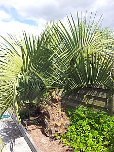 Thumbnail of Butia X jubaea-B.jpg