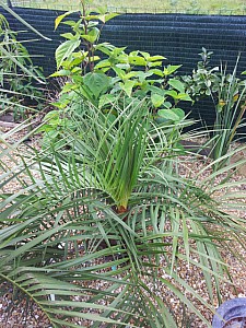 Thumbnail of Butia eriospatha.jpg