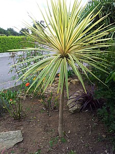 Thumbnail of Cordyline australis 'Torbay Dazzler'.jpg