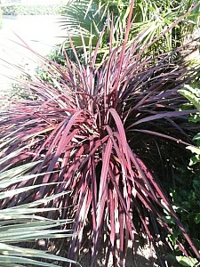 Thumbnail of Cordyline banksii x pumilio var ‘Red Fountain’.jpg