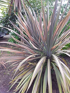 Thumbnail of Cordyline sans nom.jpg