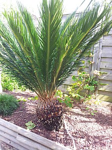 Thumbnail of Cycas revoluta-A.jpg