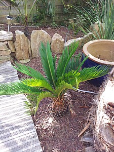 Thumbnail of Cycas revoluta-B.jpg