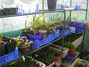 Thumbnail of Divers palmiers.jpg