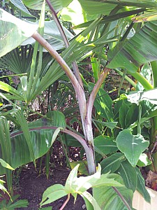 Thumbnail of Musa velutina.jpg