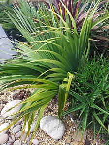 Thumbnail of Sabal Minor.jpg