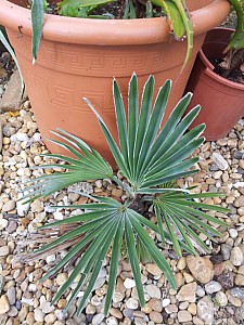 Thumbnail of Trachycarpus Princeps-A.jpg