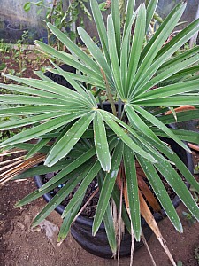 Thumbnail of Trachycarpus Princeps-B.jpg