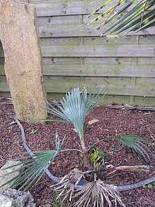 Thumbnail of Trachycarpus Princeps-C.jpg