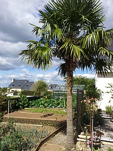 Thumbnail of Trachycarpus fortunei-Grand.jpg