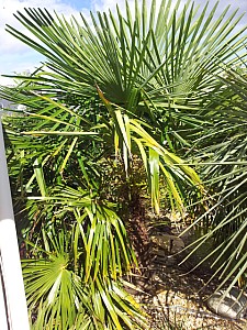 Thumbnail of Trachycarpus fortunei-parabole.jpg