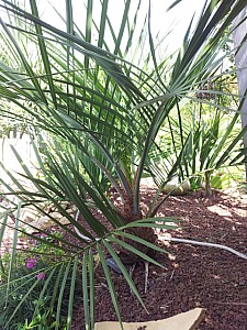 Thumbnail of X Jubutiagrus.jpg