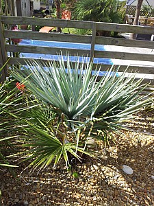 Thumbnail of brahea armata-A.jpg