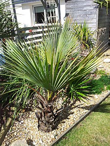 Thumbnail of brahea armata-B.jpg