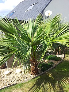 Thumbnail of brahea edulis.jpg