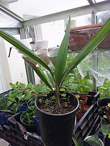 Thumbnail of butia x parajubaea.jpg