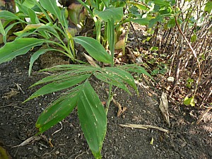 Thumbnail of chamaedorea microspadix.jpg