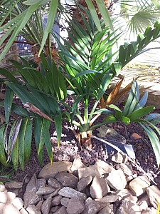 Thumbnail of chamaedorea radicalis.jpg