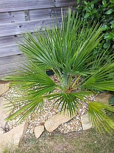 Thumbnail of chamaerops humilis-B.jpg
