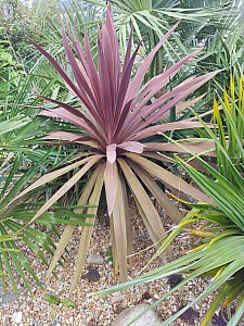 Thumbnail of cordyline australis red star-C.jpg