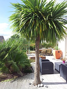 Thumbnail of cordyline australis-A.jpg