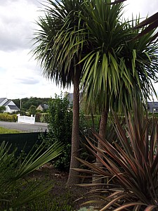 Thumbnail of cordyline australis-B.jpg