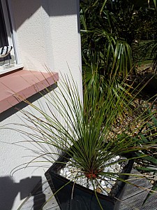 Thumbnail of dasylirion longissimum-Pot.jpg