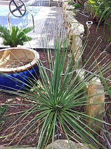 Thumbnail of dasylirion serratifolium.jpg