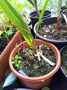 Thumbnail of jubaea X butiajubaea.jpg