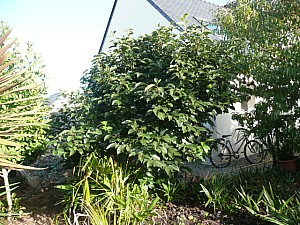 Thumbnail of kaki.jpg