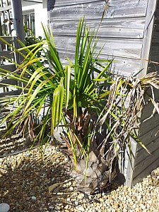 Thumbnail of livistona decipiens-recup.jpg