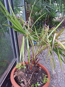 Thumbnail of livistona decipiens-semé.jpg