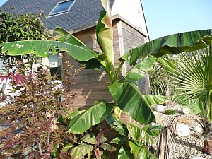 Thumbnail of musa sikkimensis.jpg