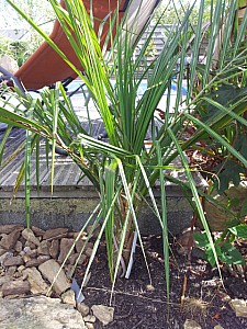 Thumbnail of parajubaea torallyi torallyi.jpg