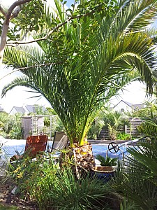 Thumbnail of phoenix canariensis-P.jpg