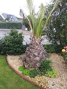 Thumbnail of phoenix canariensis-R.jpg