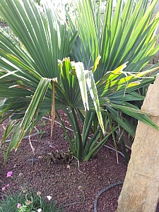 Thumbnail of sabal palmeto.jpg