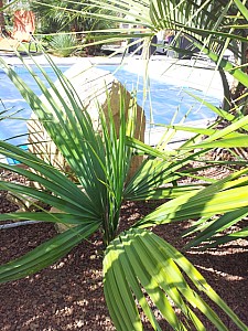 Thumbnail of sabal riverside.jpg