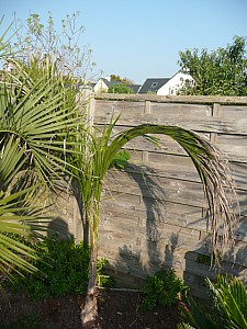 Thumbnail of syagrus santa catarina.jpg