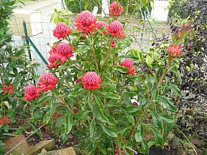 Thumbnail of telopea speciosissima.jpg